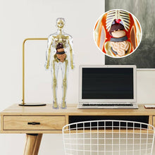Laden Sie das Bild in den Galerie-Viewer, Kinderanatomiemodell Skelett 3D-Modell des menschlichen Torsos