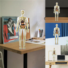 Laden Sie das Bild in den Galerie-Viewer, Kinderanatomiemodell Skelett 3D-Modell des menschlichen Torsos