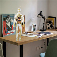 Laden Sie das Bild in den Galerie-Viewer, Kinderanatomiemodell Skelett 3D-Modell des menschlichen Torsos