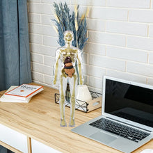 Laden Sie das Bild in den Galerie-Viewer, Kinderanatomiemodell Skelett 3D-Modell des menschlichen Torsos